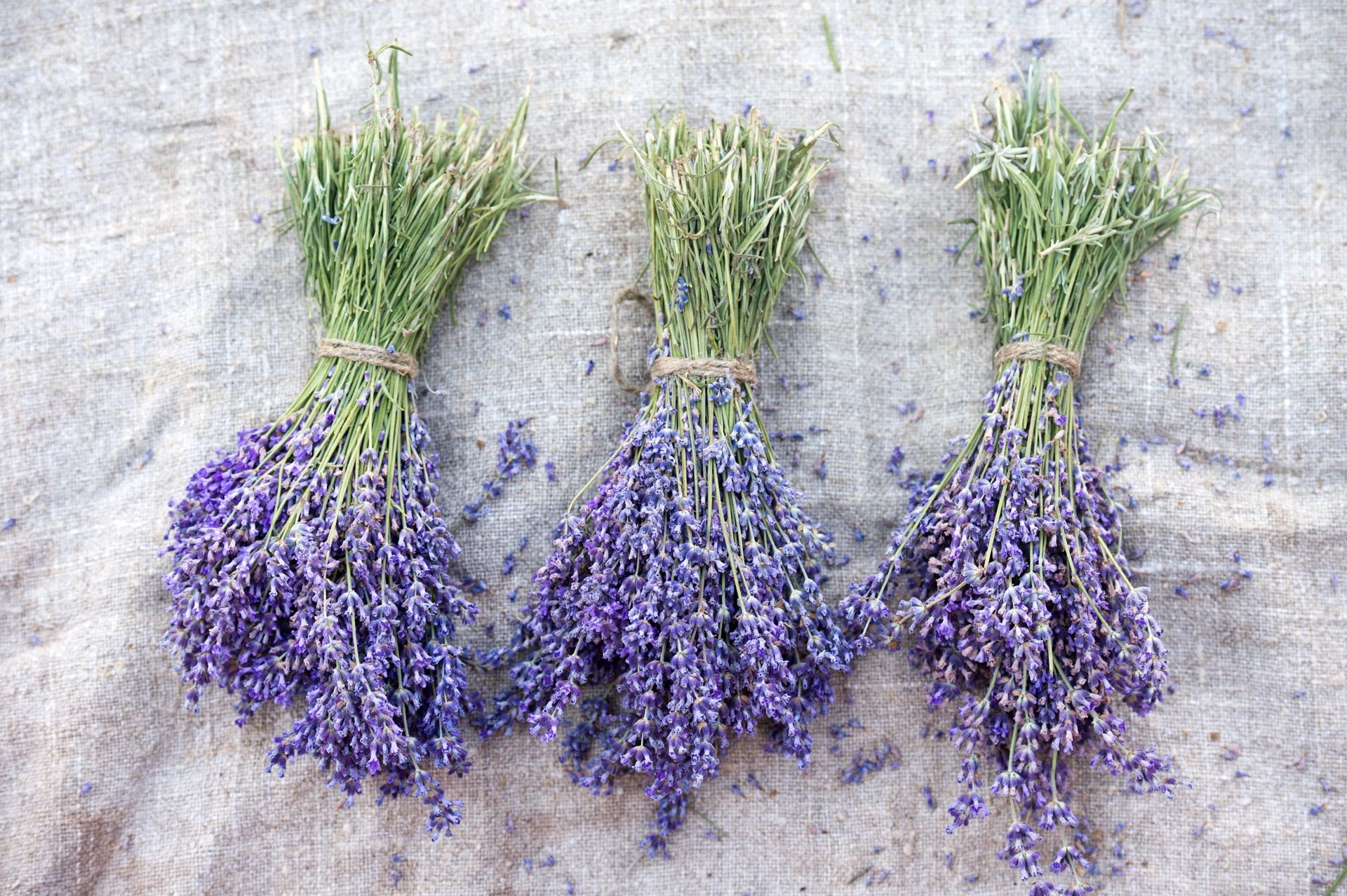 Bunches of lavender. Collect lavender. Bunches of lavender. Collect lavender.